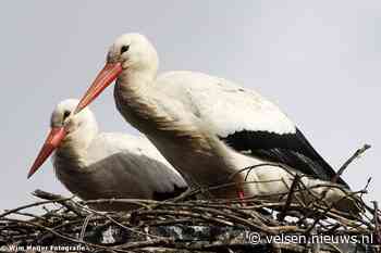 Stichting roept op dit weekend ooievaars te tellen; beetje warmdraaien voor Tuinvogeltelling van volgende week