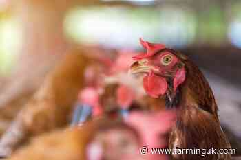 Defra confirms three cases of bird flu on farms across England