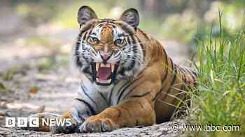 Would you spend £2,000 to feed a tiger at the zoo?