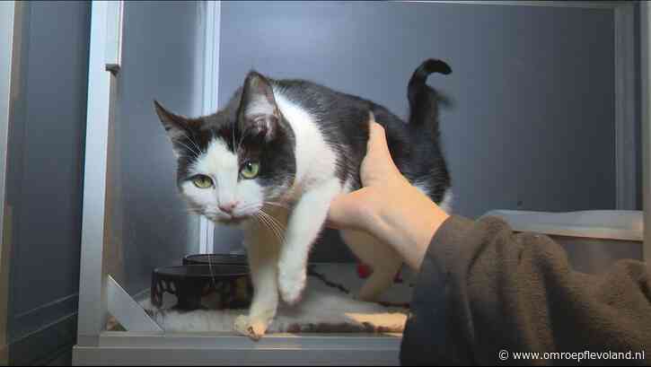 Dronten - Kattenopvang: 'Nog nooit zoveel zwerfkatten opgevangen'