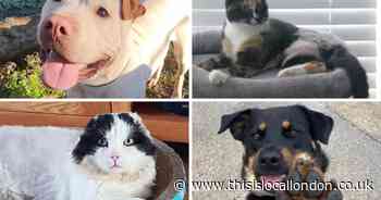 The adorable animals looking for forever homes in Havering