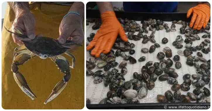 “Le vongole del Portogallo per salvare gli allevamenti italiani dalla devastazione del granchio blu”