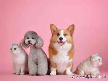Bonus animali domestici 2025, cosa c'è da sapere: a quanto ammonta e in cosa consiste