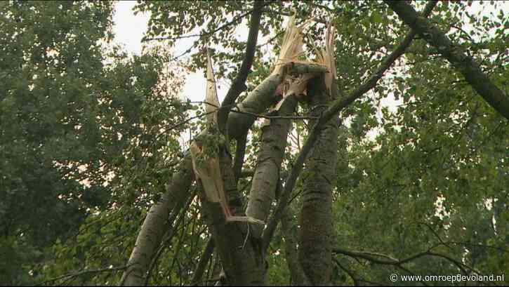 Lelystad - Gemeente Lelystad gaat stormgevoelige bomen weghalen, als het kan komen nieuwe terug