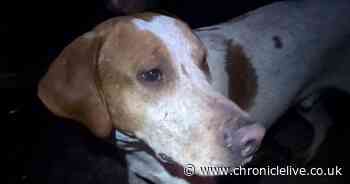 Northumberland mountain rescue volunteer saves lost dog during gruelling 80-hour race