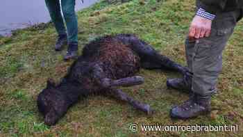 112-nieuws: jongen zwaargewond bij steekpartij • kalf uit het water gered