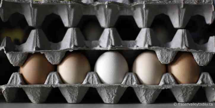 Eggs in Alberta, B.C., Ont., Man., Sask., recalled over salmonella concerns