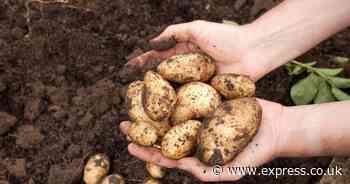 Unusual potato hack could easily clear your car windscreen