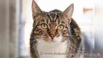 Charakterstarke Katze sucht einfühlsame Besitzer in Salzgitter