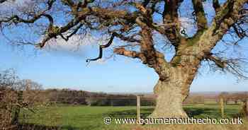 Try this Dorset walk taking in a junction of ancient trackways