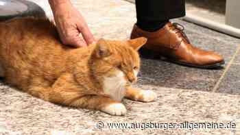 Vom Besitzer verstoßen: Kater Fred findet in Bucher Firma ein neues Zuhause