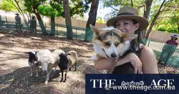 City dogs, and owners, try to pass muster herding sheep for a day