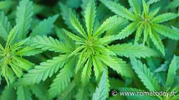 Mangiano caramelle alla cannabis, intossicate due ragazze