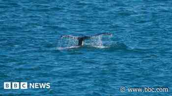 Number of whale sightings 'gone through the roof'
