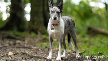 How to Perfect White Balance in Lightroom