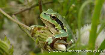 Warnings over 'unwanted hitchhikers' slithering into garden centres