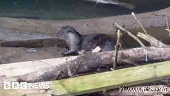 Otters returning to the centre of Bath