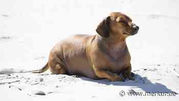 Pelzige Brummer: Diese elf Hunderassen neigen zu Übergewicht