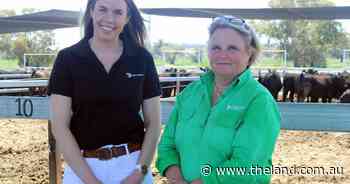 Probiotic dry formula demonstrates efficacy in CSU beef feedlot trial