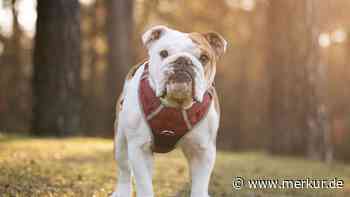In „erbärmlichen Zustand“ aufgefunden: Hund Emil landet mit Wunden im Tierheim