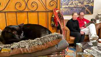 Inselpolizei nicht involviert: "Cat-Napping" beendet: Kater Aramis zurück auf Norderney