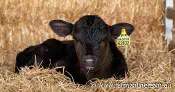 New tool to help farmers select best sires for breeding beef from dairy