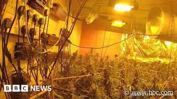 Arrest as 150 cannabis plants found in house