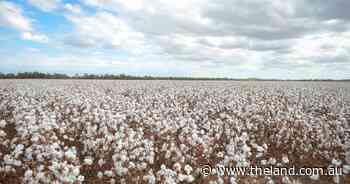 Central West cotton damage reported following cases of spray drift