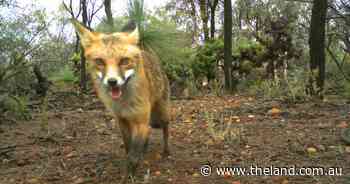 Sights back on a bounty as pest numbers rise