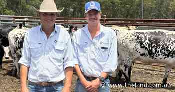 Mixed quality at Maitland store sale but 100 per cent following rainfall