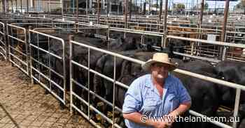 Multiple factors contribute to near-record cattle numbers yarded at Wagga