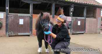 Shetland pony Marjorie found roaming in Harlow is thriving after a year of care