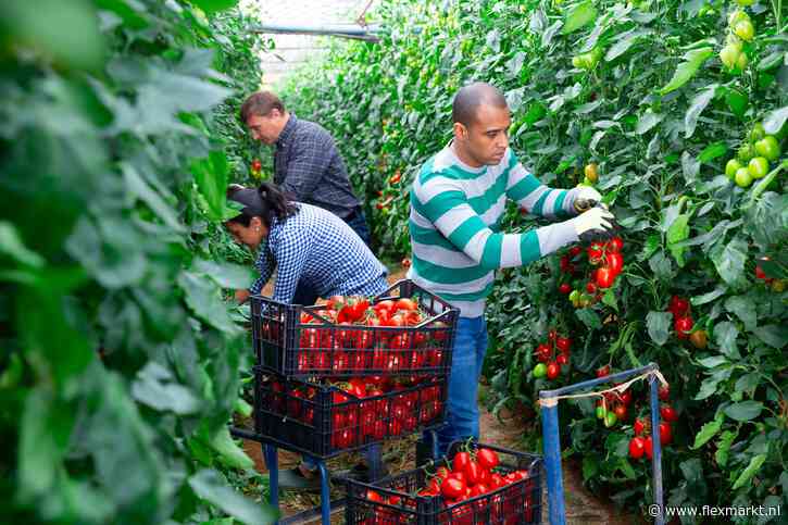 FNV: nog veel mis met uitzendwerk in de glastuinbouw