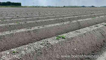 Aviko op zoek naar meer aardappelen