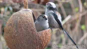 Tuinvogeltelling bij Kinderboerderij De Goudse Hofsteden: tellen, spelletjes en quiz