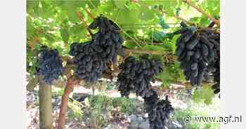 Export Zuid-Afrikaanse druiven stijgt met 39% door efficiëntie haven
