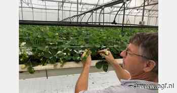 Portugese aardbeien van Nederlandse teler komen er weer aan