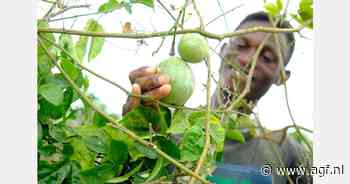 "Luchtvrachtkosten rem op export Ghanese papaja's en passiefruit"