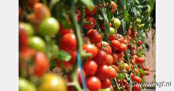 Spaanse telers naar gerecht tegen importeurs Marokkaanse tomaten