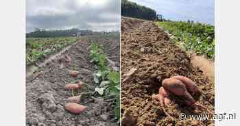 Onzekerheid over voorraad zoete aardappelen uit North Carolina