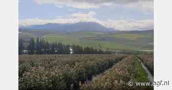 "Veel blauwe bessentelers in de Westkaap zullen stoppen"