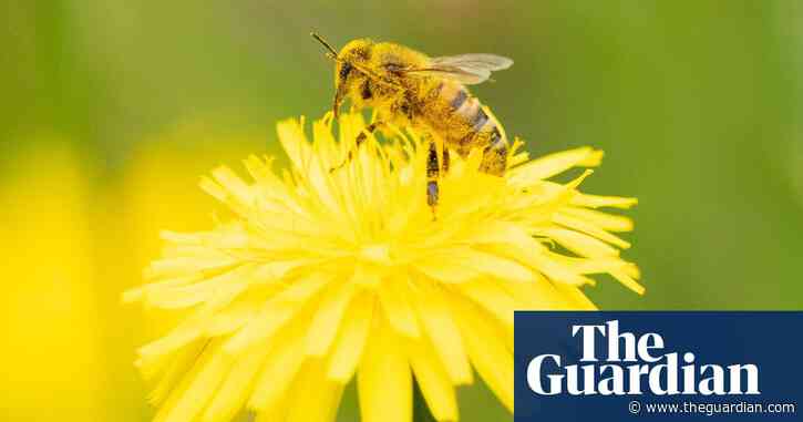 High fertiliser use halves numbers of pollinators, world’s longest study finds