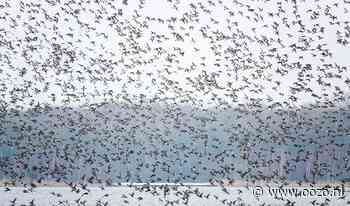 Vogelsafari Twiske: op zoek naar wintergasten