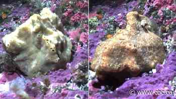 Timelapse shows surprisingly active life of sea sponge