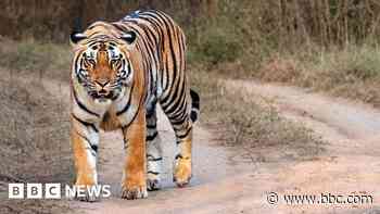Nepal's leader says it has too many tigers. Does it?