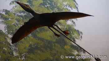 Pterosaur Tails Combined Aerodynamic Precision and Display Adaptations, Reveal New Study