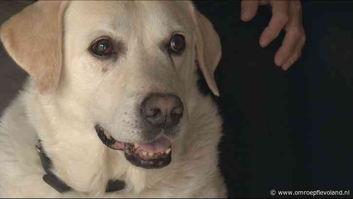 Urk - Urkers krijgen bezoek van controleurs hondenbelasting