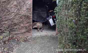 Wolf aangetroffen in schuurtje achter woning