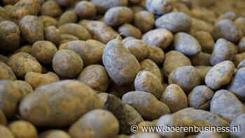 DCA EU-4 Potato index kruipt verder omhoog