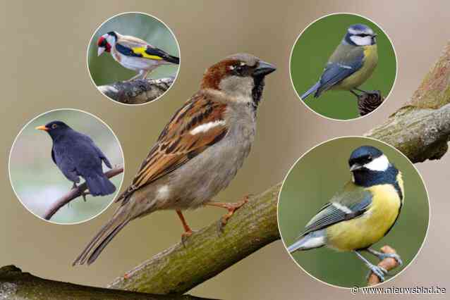 Natuurpunt Mandelstreke organiseert gezinsnamiddag tijdens ‘Vogels loeren en beloeren’